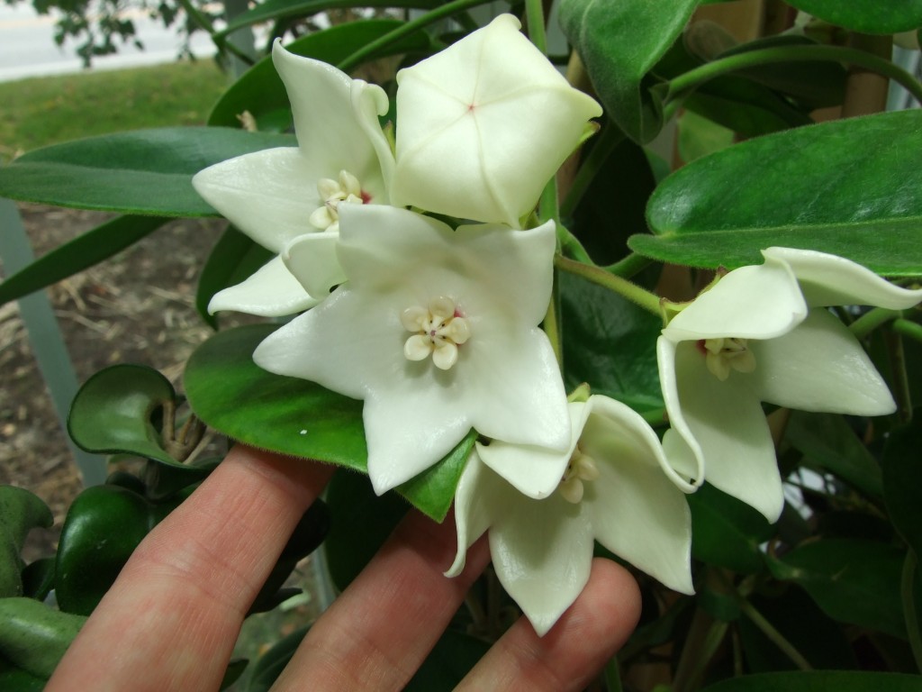 Hoya magnifica].jpg