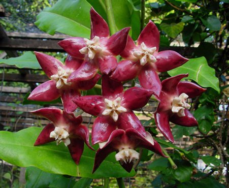 Hoya_Imperialis.jpg