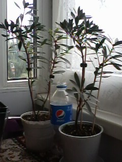 IMG00237.jpg