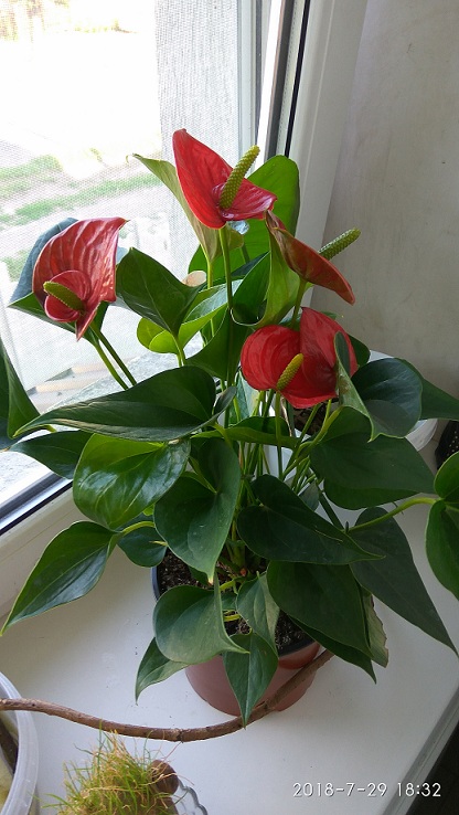 IMG_20180729_183214.jpg
