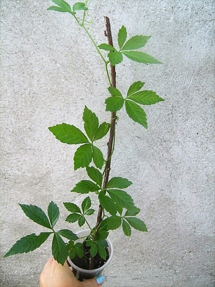 GINNOST (1).JPG
