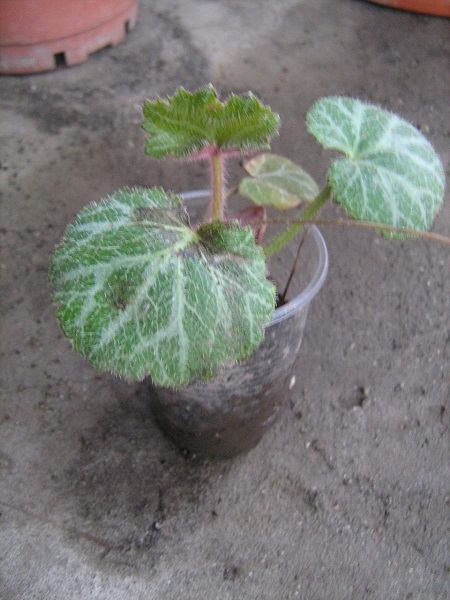 IMG_4929.JPG