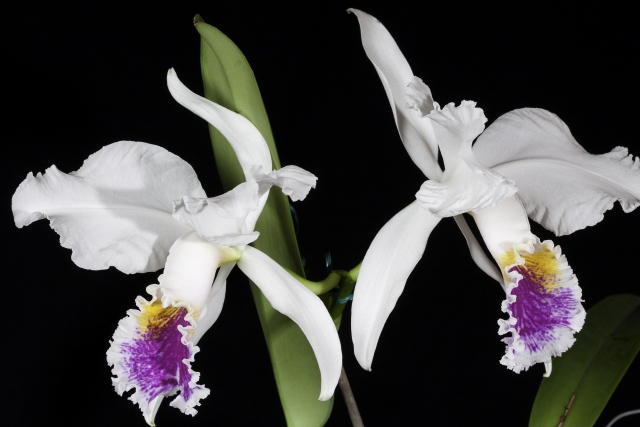 Cattleya_lueddemaniana_Pauji_x_Blanca_.jpg