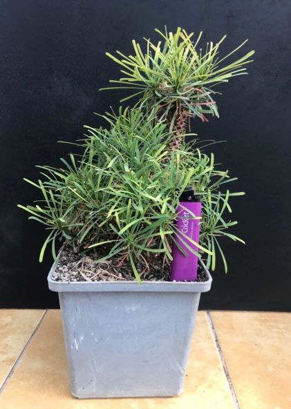 Euphorbia Multifolia q.jpg