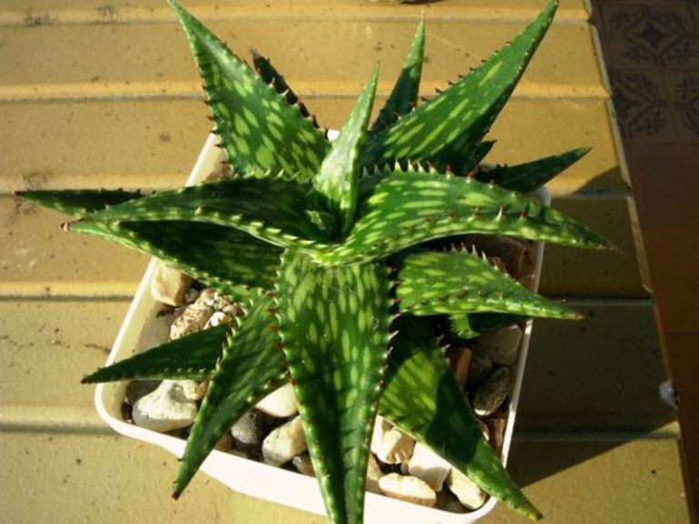 csm_aloe_jucunda-b_88577b7d1a-768x576.jpg