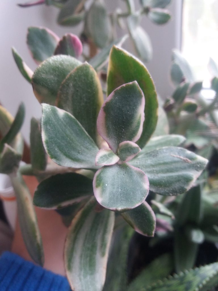 15282783925251802222253-768x1024.jpg