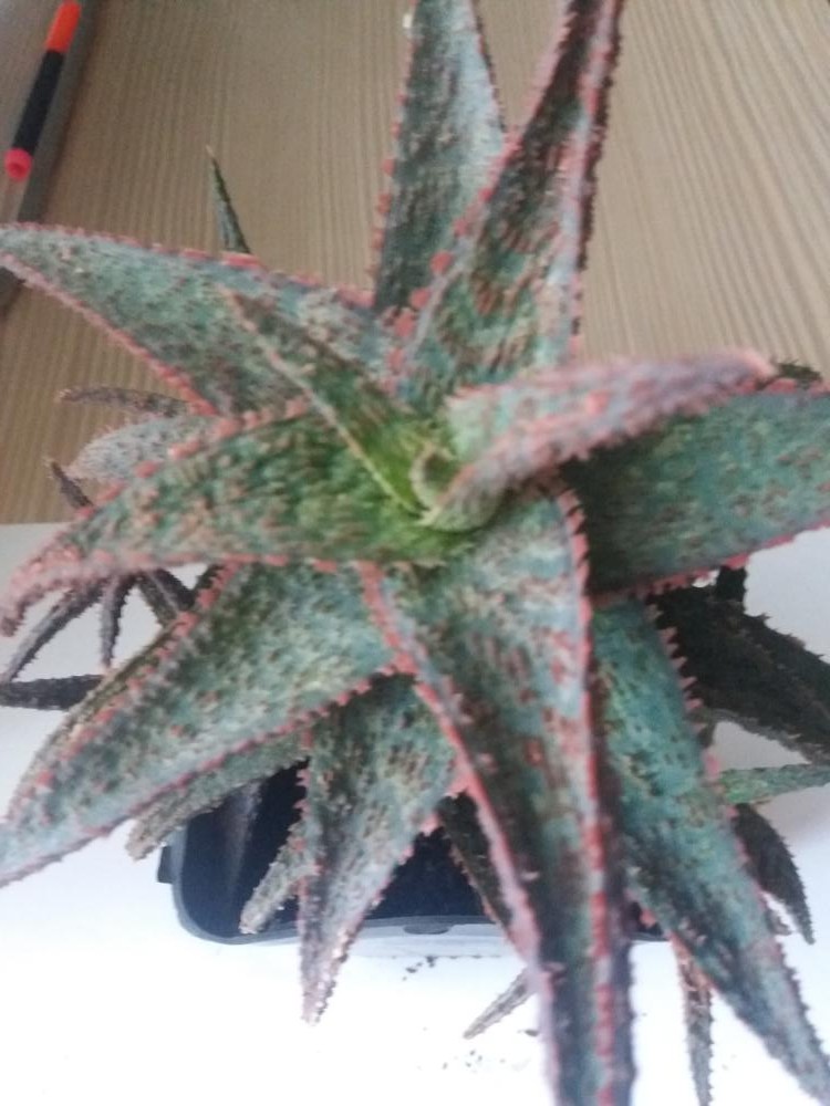 20180512_141359.jpg
