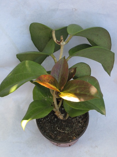 Surigaoensis EG000897 IML1693 1887.jpg