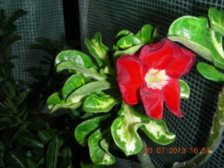 Superba variegated (34).JPG