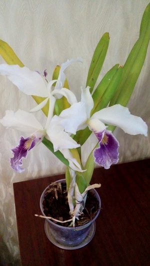 20160510_114126.jpg
