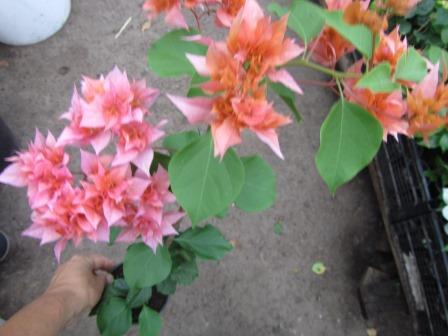 IMG_7952.JPG