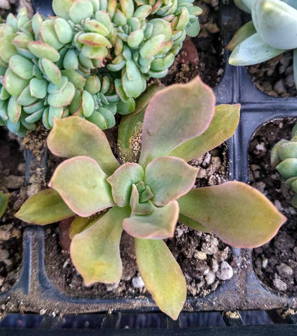 0130_echeveria_bicolor_130.jpg