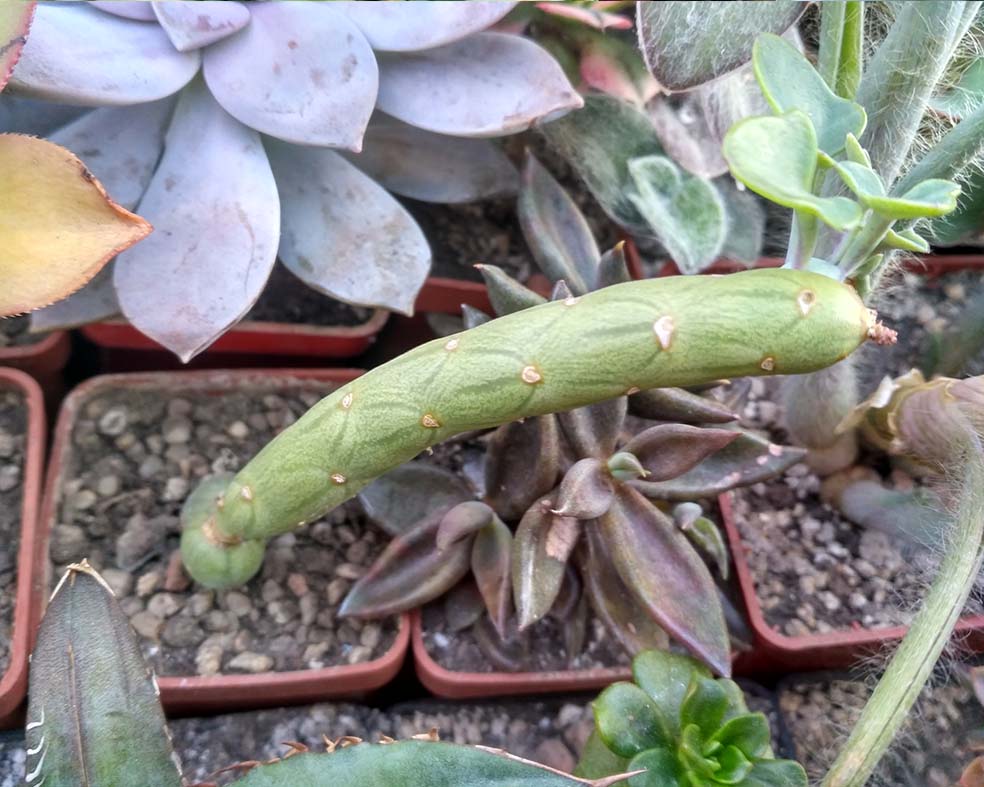 0131_senecio_131.jpg
