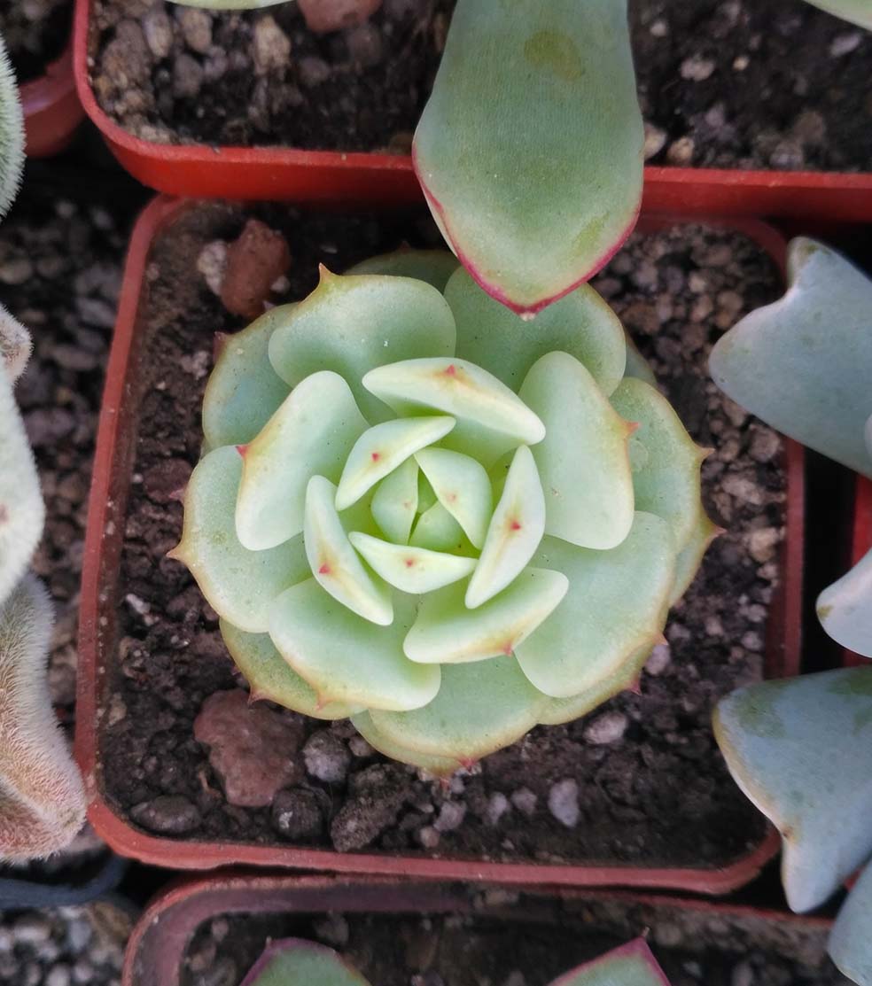 0132_echeveria_derenbergii_132.jpg