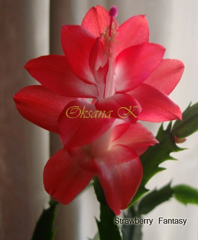 068_cr1.jpg