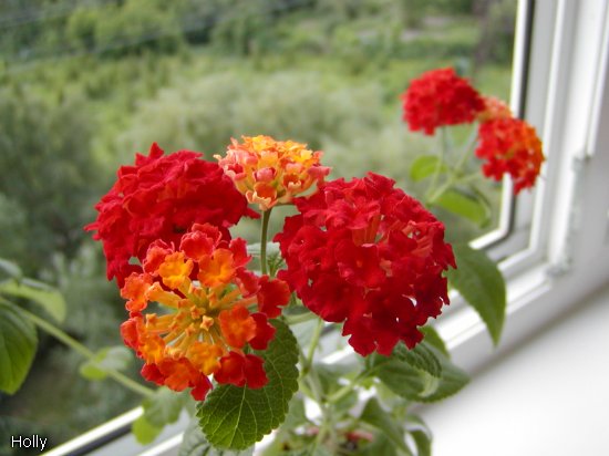 Lantana camara red b.jpg