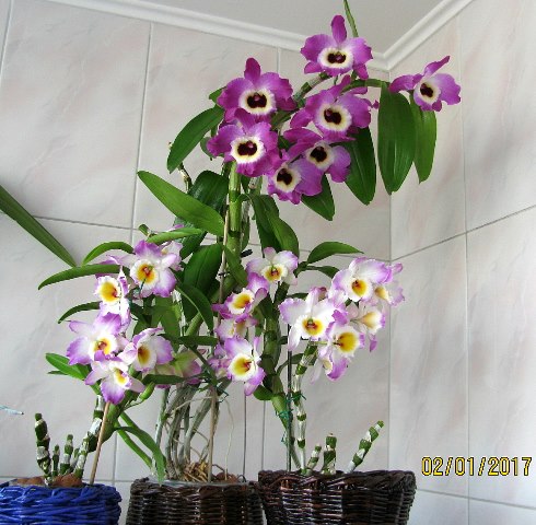 Dendrobium Red Emperor.JPG