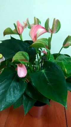 IMG_20180822_141043_HDR_240x426.jpg