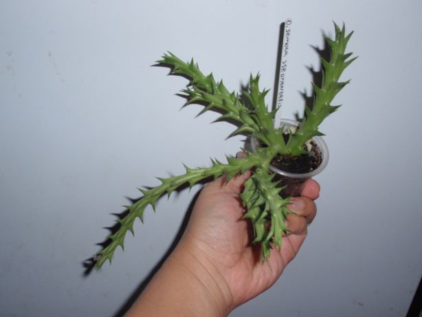 orbeya-orbea-semota-ssp-orientalis.jpg