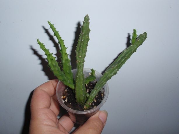 guerniya-hislopa-huernia-hislopii.jpg