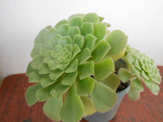DSCN3987.JPG