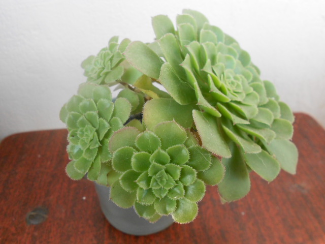 DSCN3988.JPG
