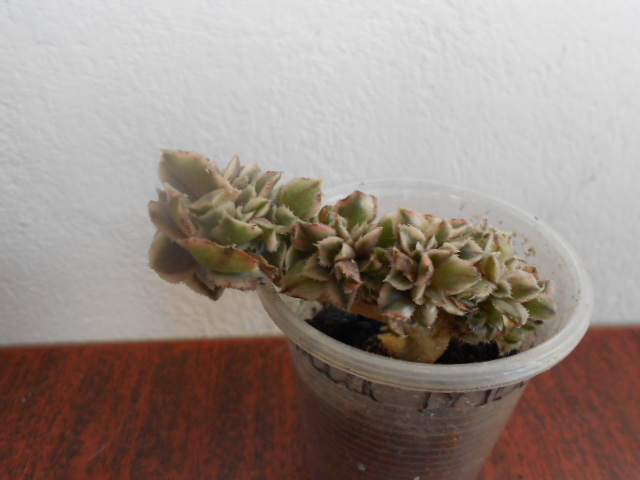 DSCN3989.JPG