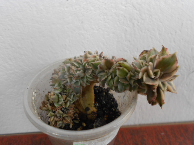 DSCN3992.JPG