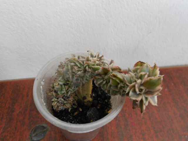 DSCN3991.JPG