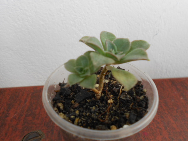 DSCN3994.JPG