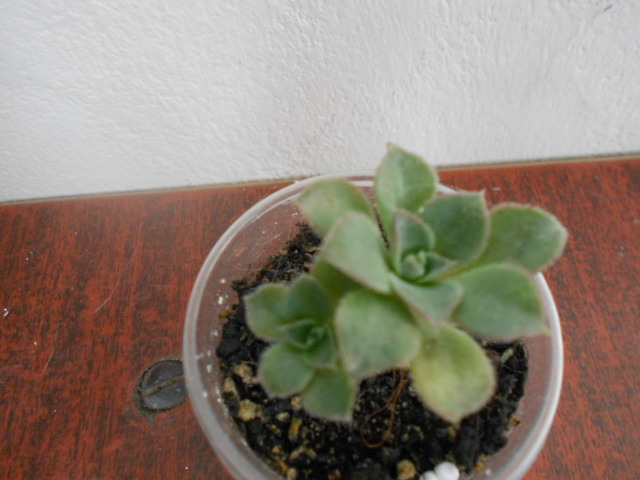 DSCN3993.JPG