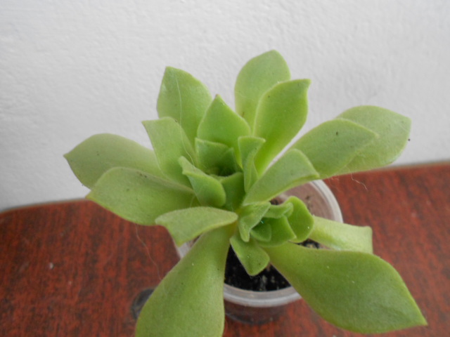 DSCN3995.JPG