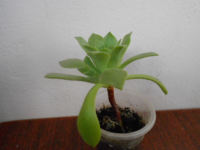 DSCN3996.JPG