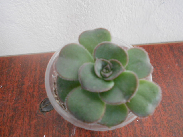 DSCN3997.JPG