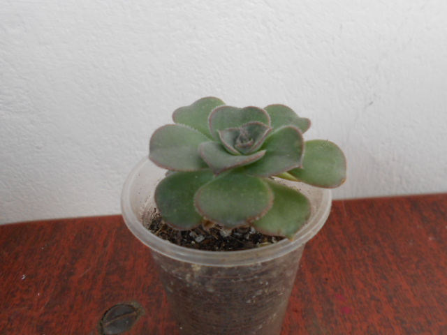 DSCN3998.JPG