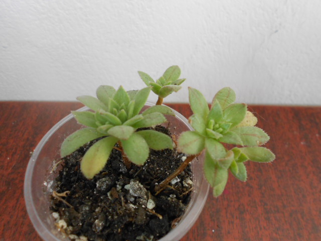 DSCN4001.JPG