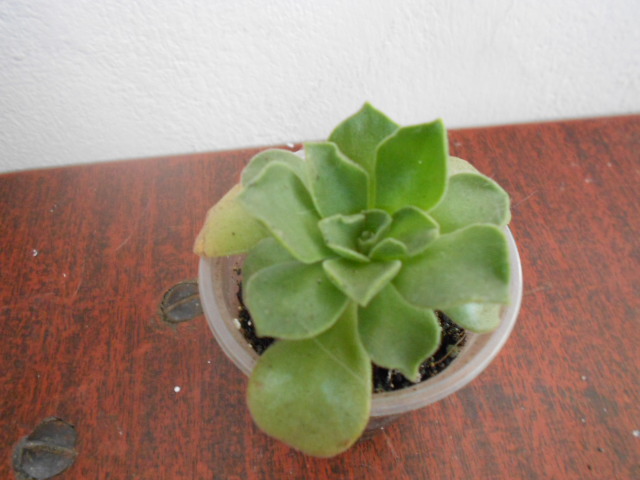 DSCN4002.JPG