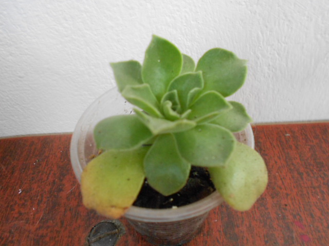 DSCN4003.JPG