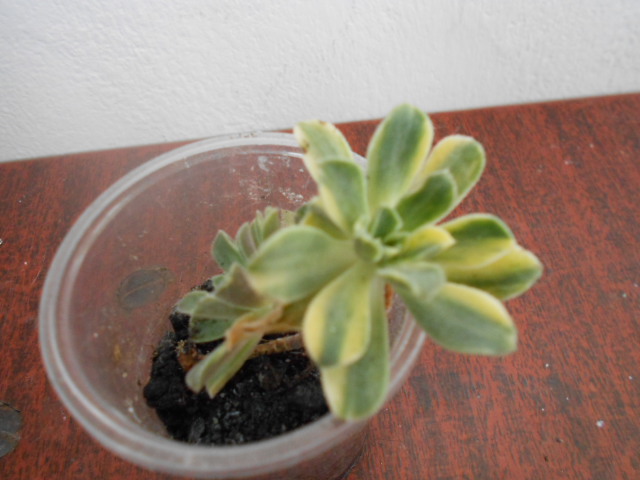 DSCN4004.JPG