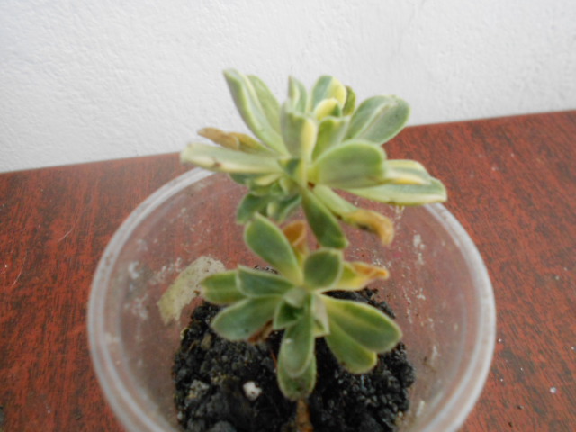 DSCN4005.JPG