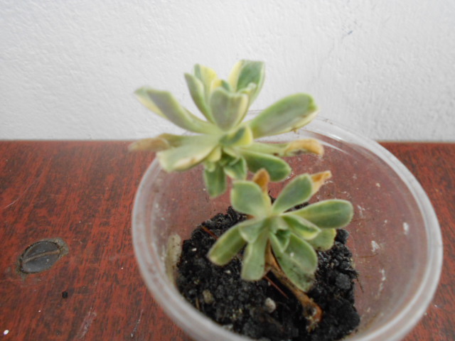 DSCN4006.JPG