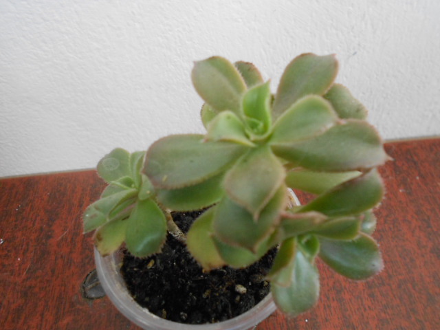DSCN4007.JPG