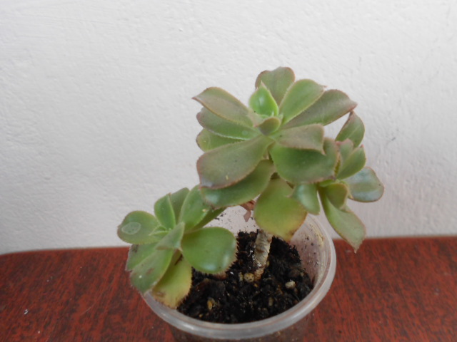 DSCN4009.JPG