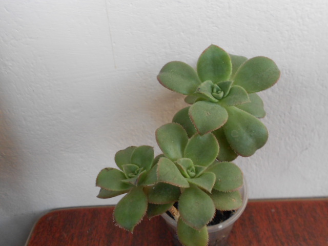 DSCN4010.JPG
