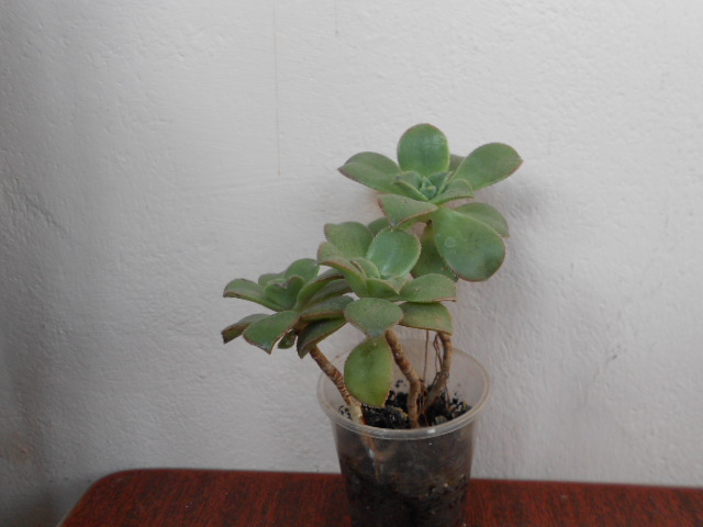 DSCN4011.JPG