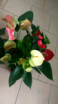 IMG_20180825_154855_HDR_240x426.jpg