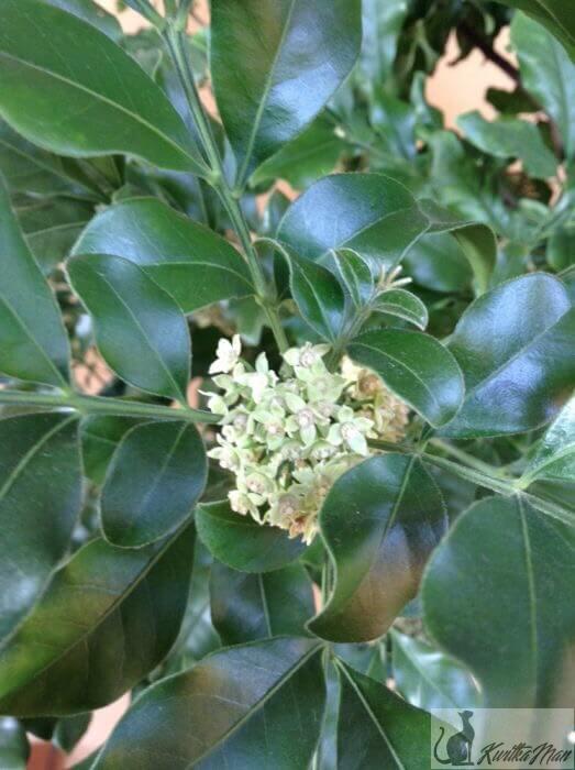 Аглая 2.jpg