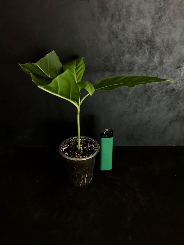 Citharexylum 1.jpg