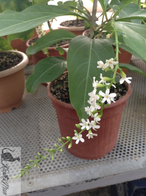 Citharexylum 3.jpg