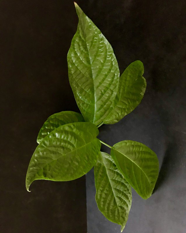 Clerodendrum1.jpg